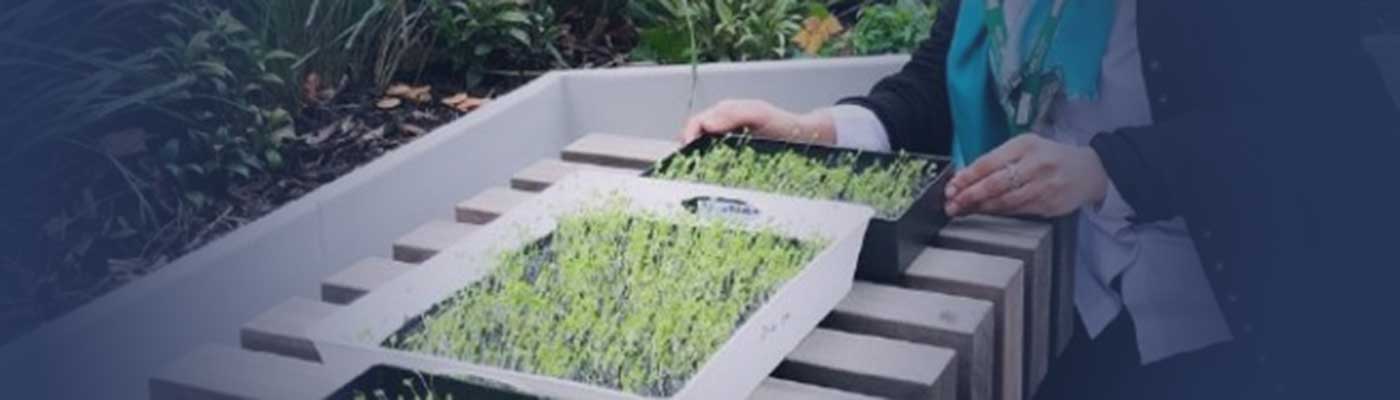 A lady tending to trays of very young plants that are growing